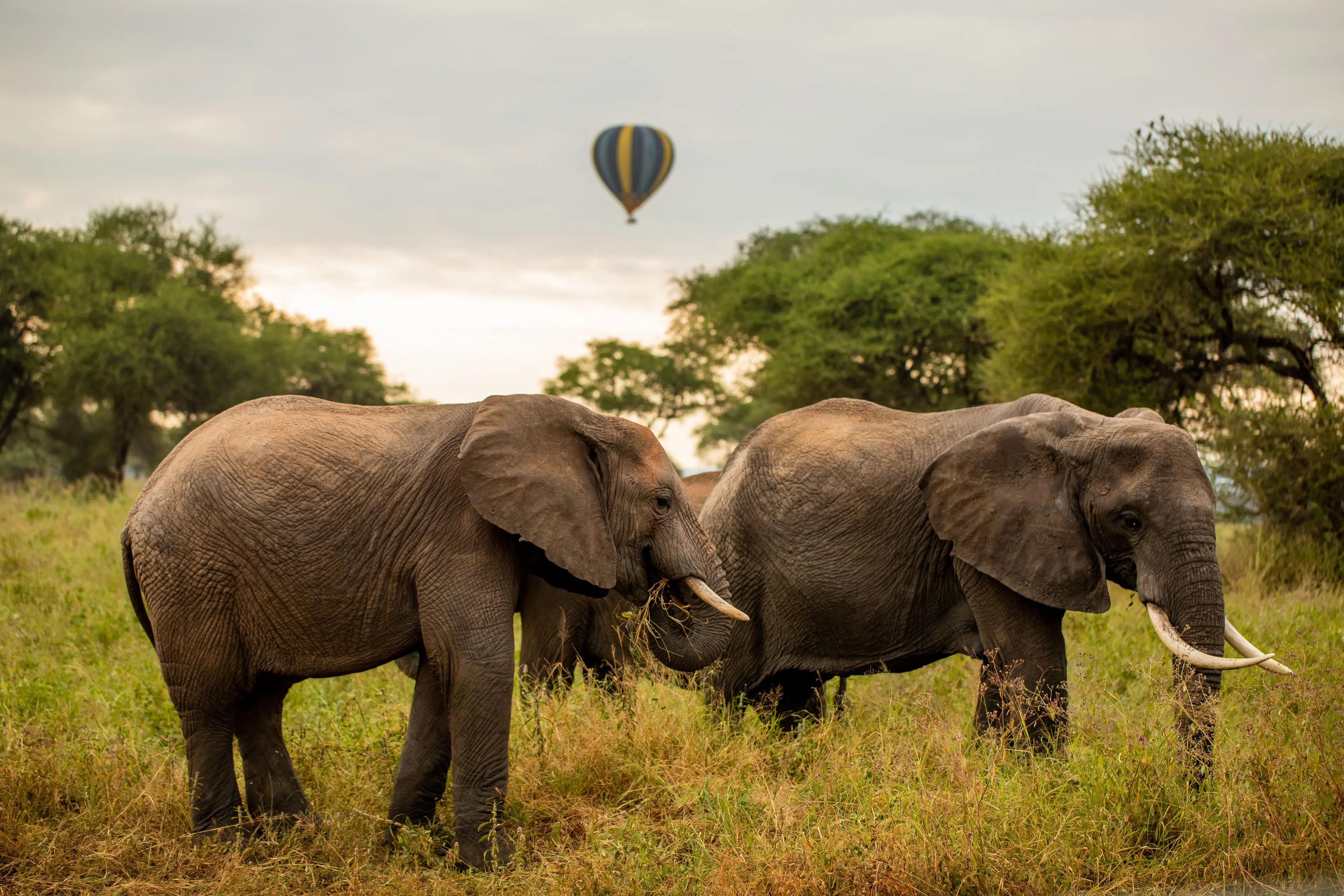 Sanctuary Olonana luxury lodge on Mara River, Masai Mara, Kenya - Classic Kenyan Safari